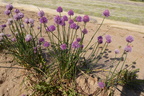 P1050441